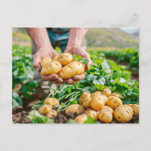 Cartes Pour Fêtes Annuelles Pommes de terre fraîches dans le jardin