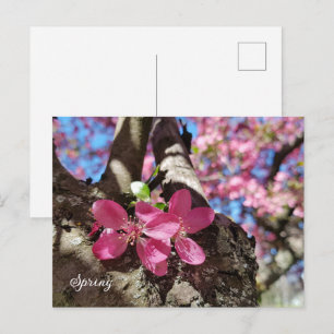 Cartes Pour Fêtes Annuelles Pommier en fleurs de printemps. Fleurs roses