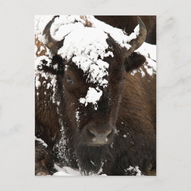 Cartes Pour Fêtes Annuelles Portrait de Bison couvert de neige (Devant)