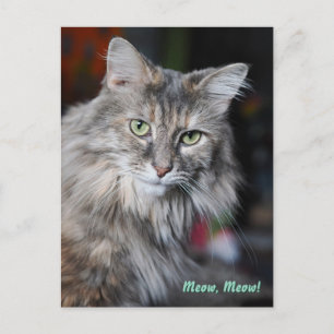 Cartes Pour Fêtes Annuelles Portrait de chat Meow Meow