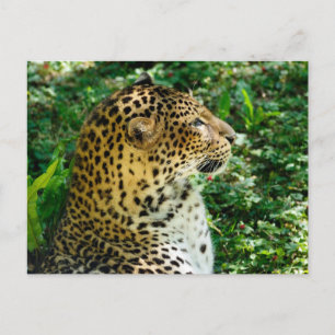 Cartes Pour Fêtes Annuelles Portrait de Javan leopard vu du profil