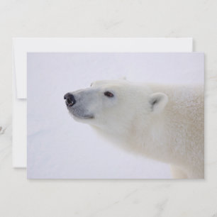 Cartes Pour Fêtes Annuelles Portrait de l'ours polaire