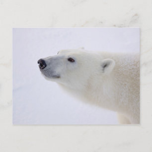 Cartes Pour Fêtes Annuelles Portrait de l'ours polaire