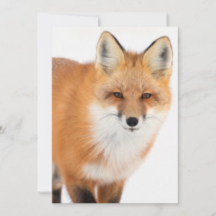 Cartes Pour Fêtes Annuelles Portrait d'un Renard Rouge