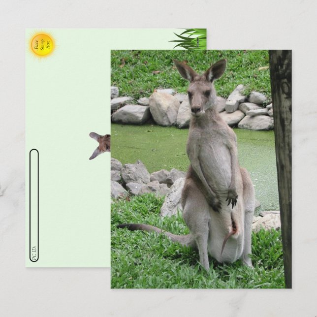 Cartes Pour Fêtes Annuelles Post-croisement : Kangaroo avec Joey Postcard (Devant / Derrière)