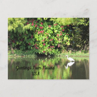 Cartes Pour Fêtes Annuelles Postcrossing - Salutations de - Paysage d'aigrette