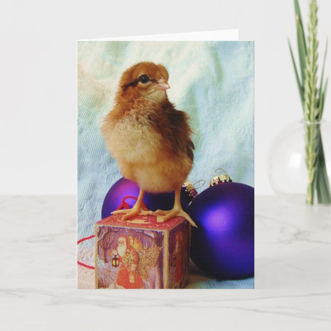 Cartes Pour Fêtes Annuelles Poussin de Noël (Devant)