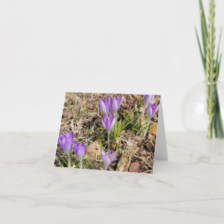 Cartes Pour Fêtes Annuelles Premier Crocus du printemps