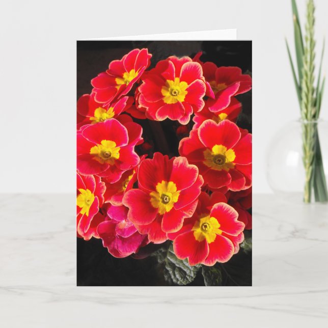 Cartes Pour Fêtes Annuelles Primevère au printemps (Devant)