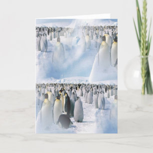Cartes Pour Fêtes Annuelles Produits de pingouin