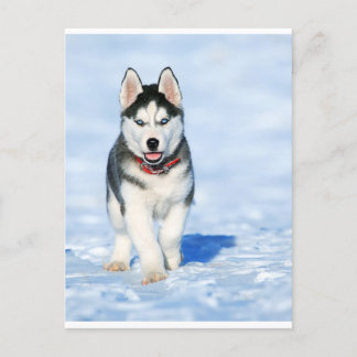 Cartes Pour Fêtes Annuelles Puppy Husky dans le paysage hivernal