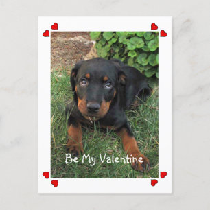 Cartes Pour Fêtes Annuelles Puppy Love Valentine's Day Postcard