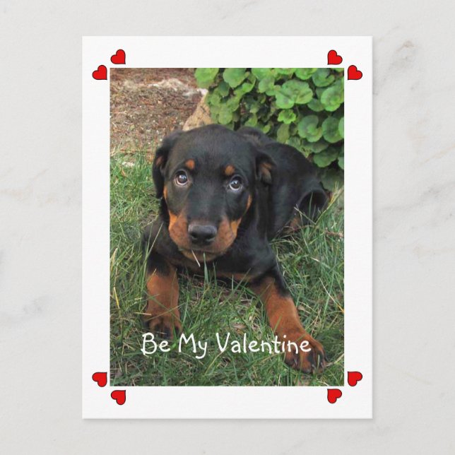Cartes Pour Fêtes Annuelles Puppy Love Valentine's Day Postcard (Devant)