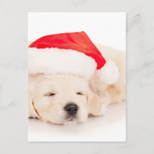 Cartes Pour Fêtes Annuelles Puppy Santa Golden Retriever