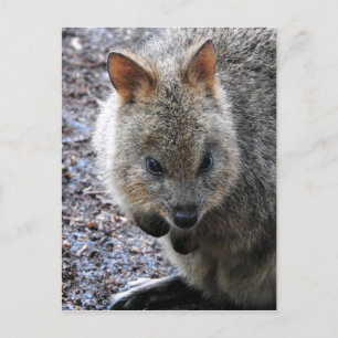 Cartes Pour Fêtes Annuelles Quokka