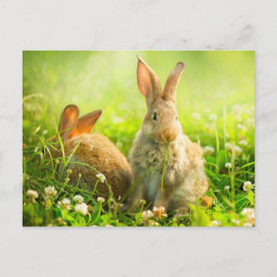 Cartes Pour Fêtes Annuelles Rabbits d'Easter