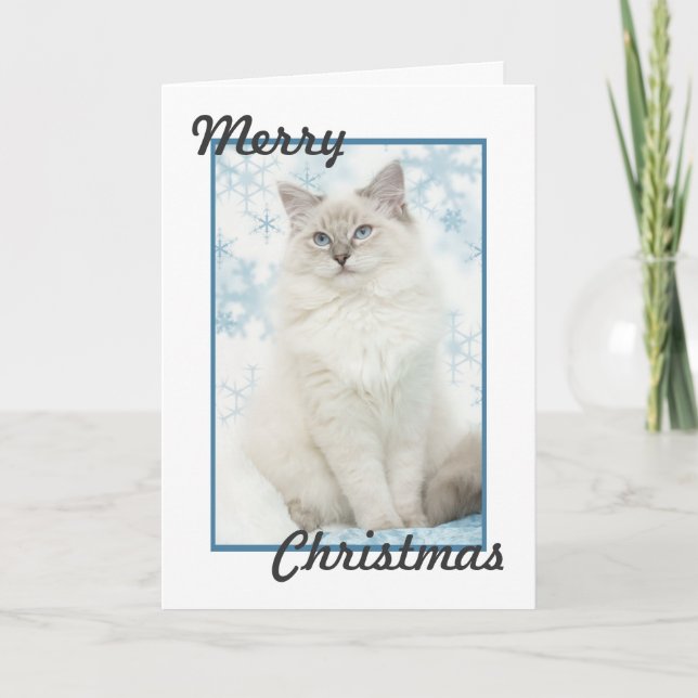 Cartes Pour Fêtes Annuelles ragdoll christmas card (Devant)