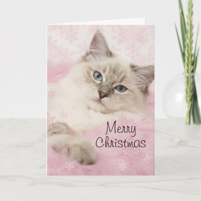 Cartes Pour Fêtes Annuelles Ragdoll Christmas card (Devant)