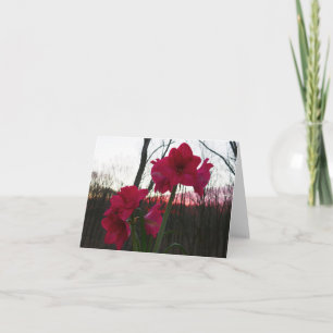 Cartes Pour Fêtes Annuelles Red Amaryllis et le lever du soleil d'hiver