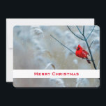 Cartes Pour Fêtes Annuelles Red Cardinal dans Winter Nature Photo de Christmas<br><div class="desc">Carte de Noël avec une photo nature pittoresque montrant un cardinal rouge vif. Contrasté par rapport à une toile de fond hivernale avec la neige tombant doucement.</div>