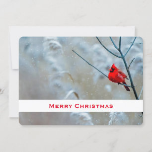 Cartes Pour Fêtes Annuelles Red Cardinal dans Winter Nature Photo de Christmas