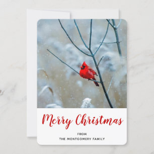 Cartes Pour Fêtes Annuelles Red Cardinal dans Winter Nature Photo de Christmas