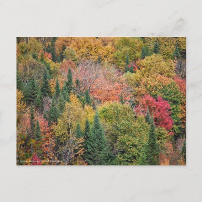 Cartes Pour Fêtes Annuelles Red Orange Bush (Devant)