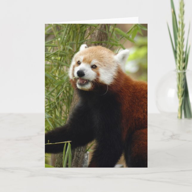 Cartes Pour Fêtes Annuelles red-panda-033 (Devant)