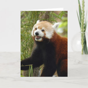 Cartes Pour Fêtes Annuelles red-panda-033