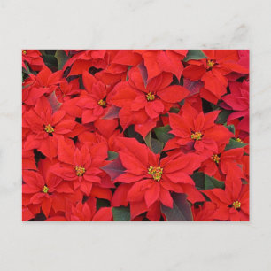 Cartes Pour Fêtes Annuelles Red Poinsettias I Christmas Holiday Floral Photo