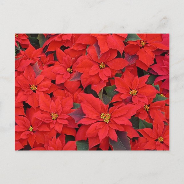 Cartes Pour Fêtes Annuelles Red Poinsettias I Christmas Holiday Floral Photo (Devant)