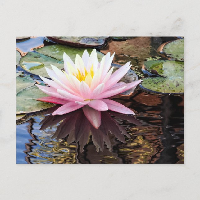 Cartes Pour Fêtes Annuelles Reflets de nénuphars (Devant)