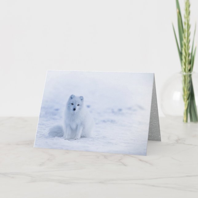 Cartes Pour Fêtes Annuelles Renard Arctique Assis dans la Neige (Devant)