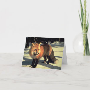 Cartes Pour Fêtes Annuelles Renard roux dans la neige, parc national de Rocky