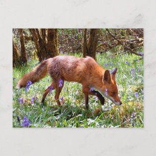 Cartes Pour Fêtes Annuelles Renard roux parmi les jacinthes des bois Vacances