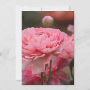 Cartes Pour Fêtes Annuelles Renoncule rose paon en gros plan