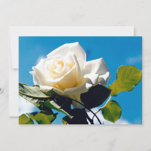 Cartes Pour Fêtes Annuelles Rose blanche - Célébration de la vie