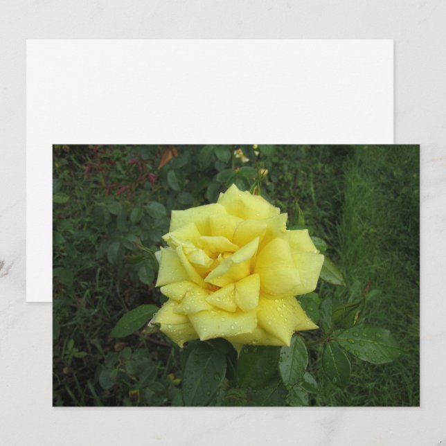 Cartes Pour Fêtes Annuelles Rose cubiste (Devant / Derrière)