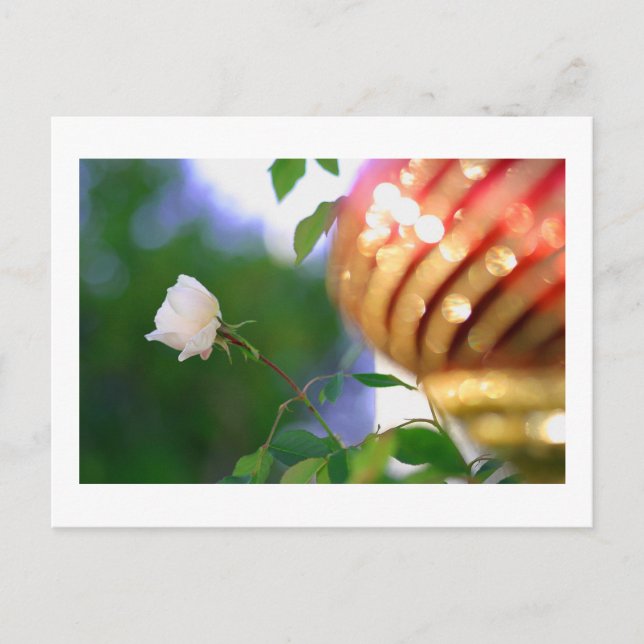 Cartes Pour Fêtes Annuelles Rose de Noël blanc (Devant)