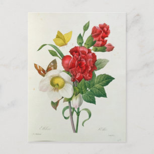 Cartes Pour Fêtes Annuelles Rose de Noël, Helleborus Niger