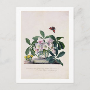Cartes Pour Fêtes Annuelles Rose de Noël (Helleborus niger) et Aconi d'hiver