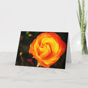 Cartes Pour Fêtes Annuelles Rose orange