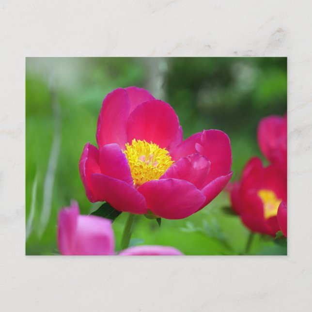 Cartes Pour Fêtes Annuelles Rose rose chaud (Devant)