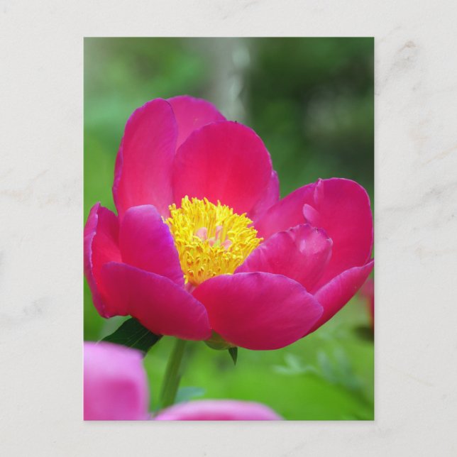 Cartes Pour Fêtes Annuelles Rose rose chaud (Devant)