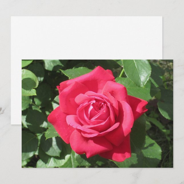 Cartes Pour Fêtes Annuelles Rose rouge (Devant / Derrière)