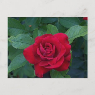 Cartes Pour Fêtes Annuelles Rose rouge de près