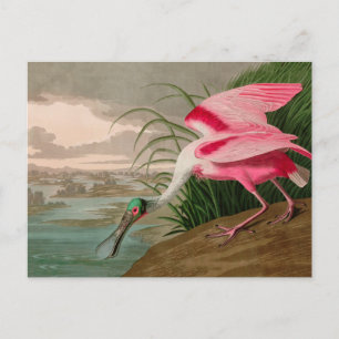 Cartes Pour Fêtes Annuelles Rose Spoonbill Birds of America Audubon Print