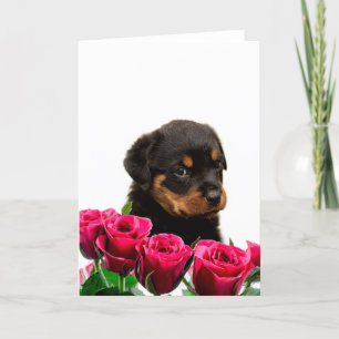 Cartes Pour Fêtes Annuelles Rose Valentin Rottweiler Puppy