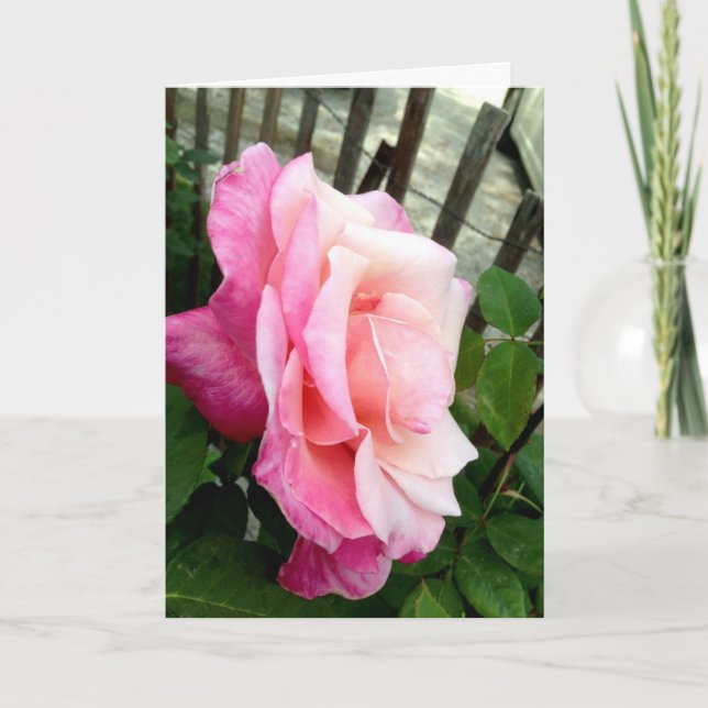 Cartes Pour Fêtes Annuelles Rose Valentine (Devant)