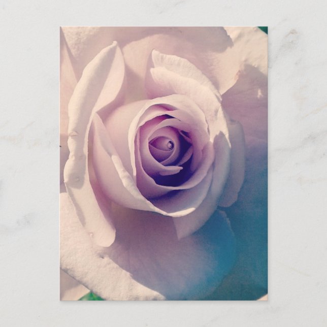 Cartes Pour Fêtes Annuelles Rose violet (Devant)